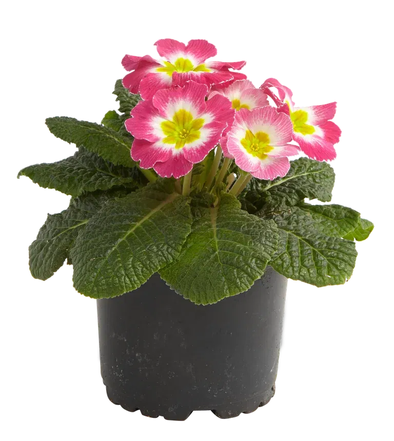 Primula vulgaris 10,5 cm