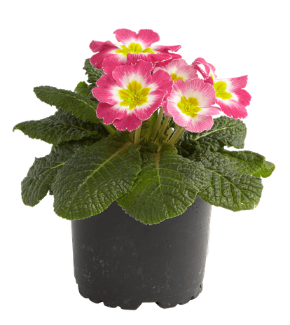 Primula