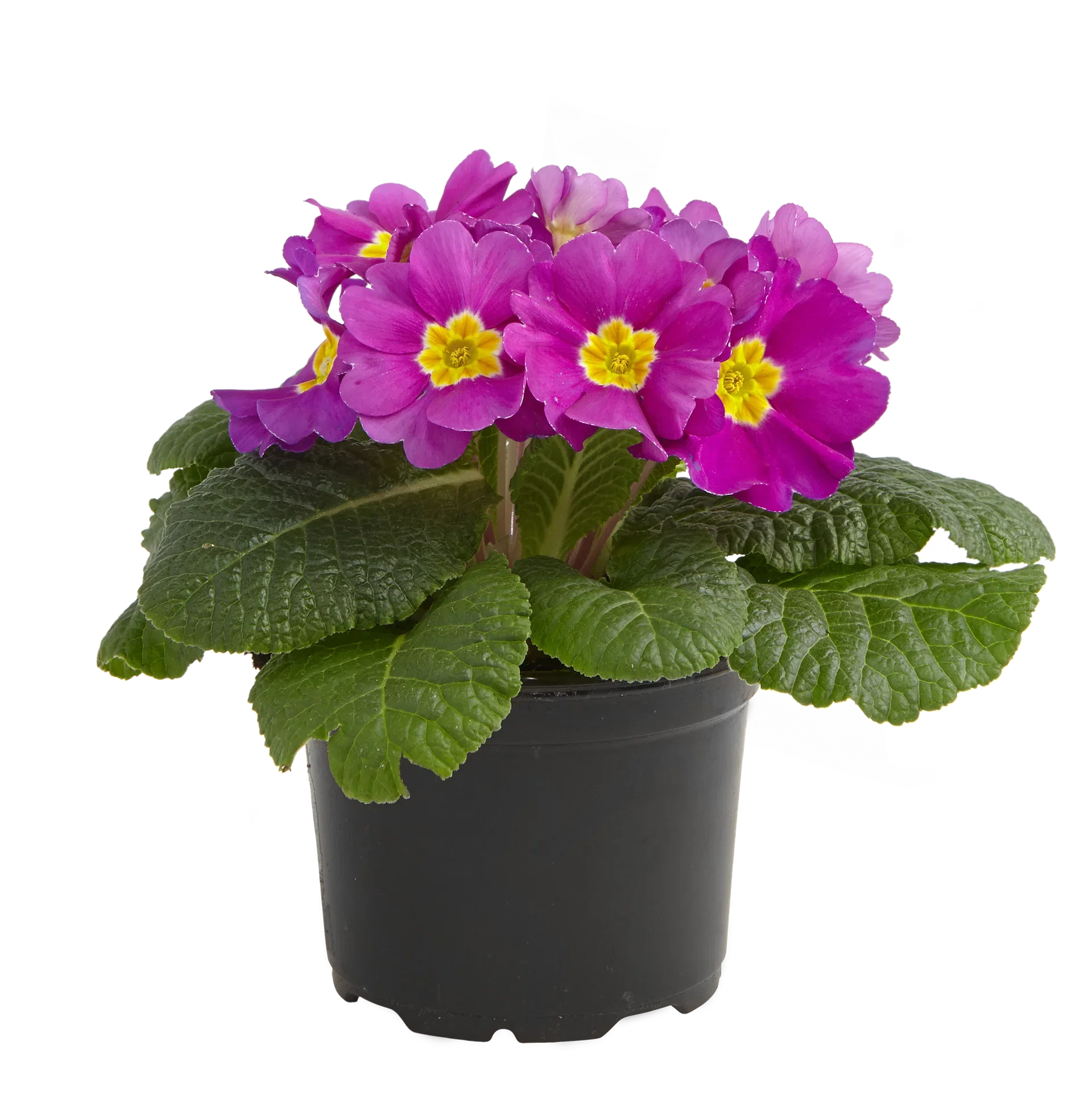 Primula vulgaris 10,5 cm
