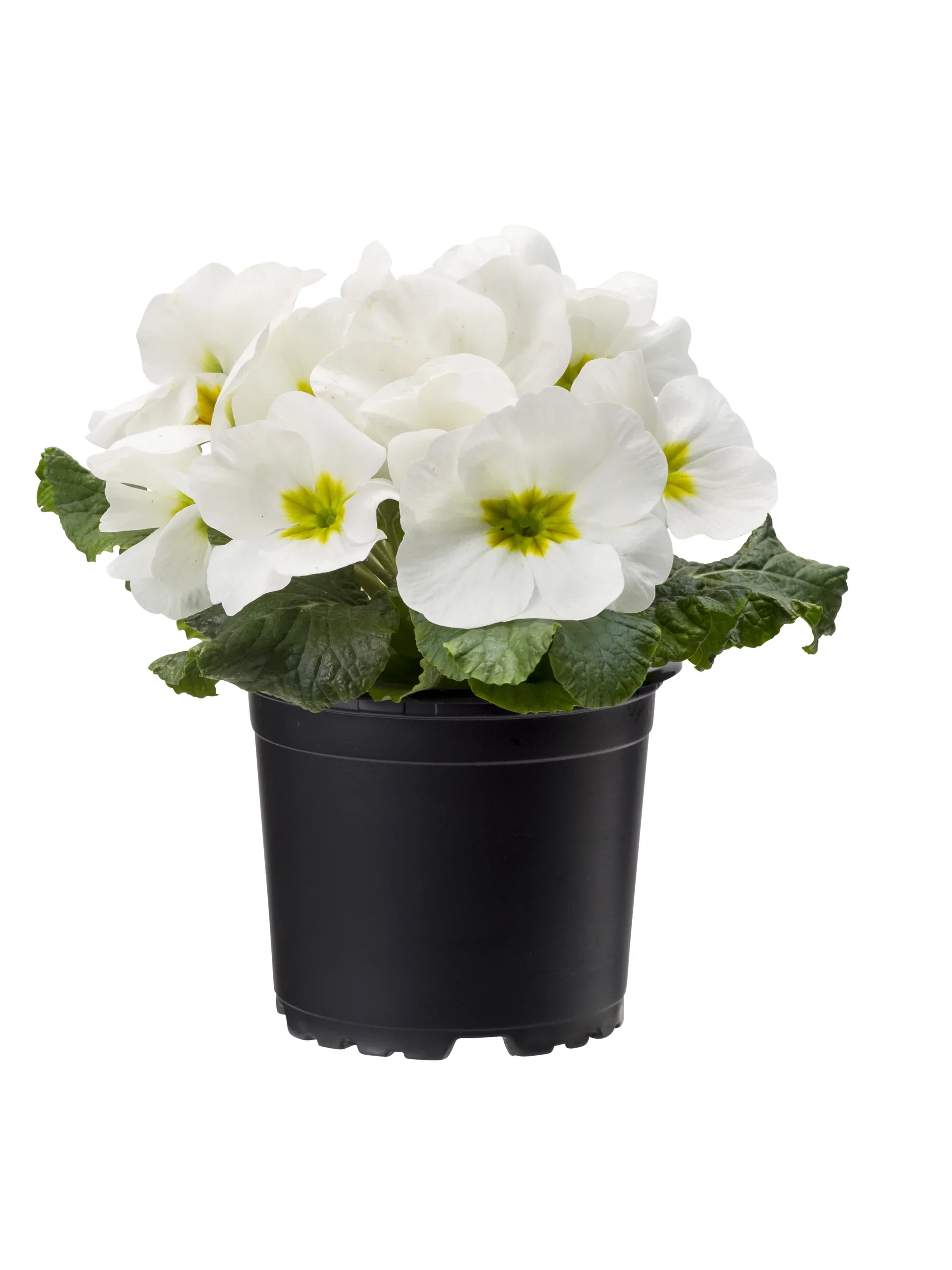 Primula vulgaris 10,5 cm