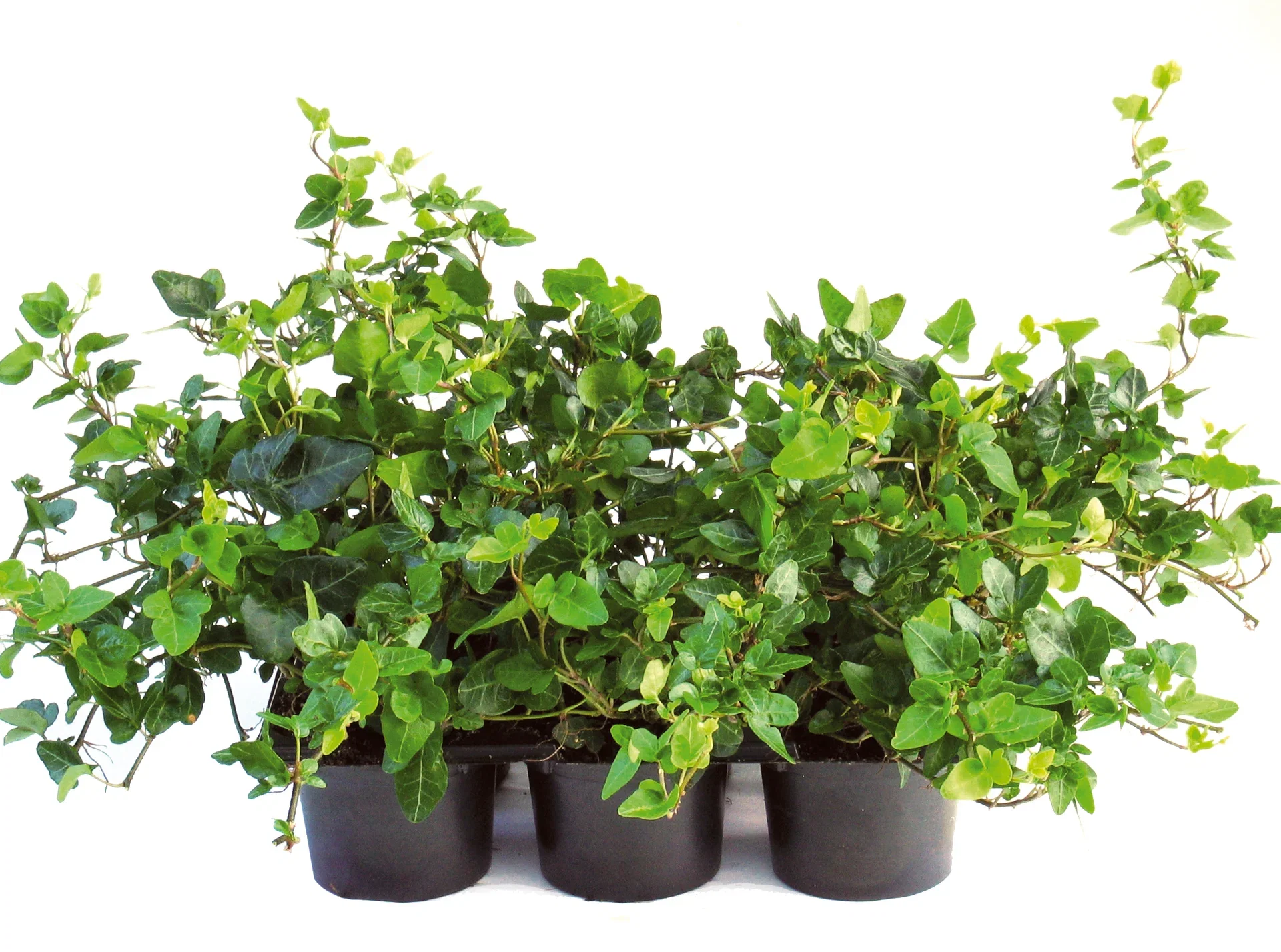 Hedera helix 6-pack