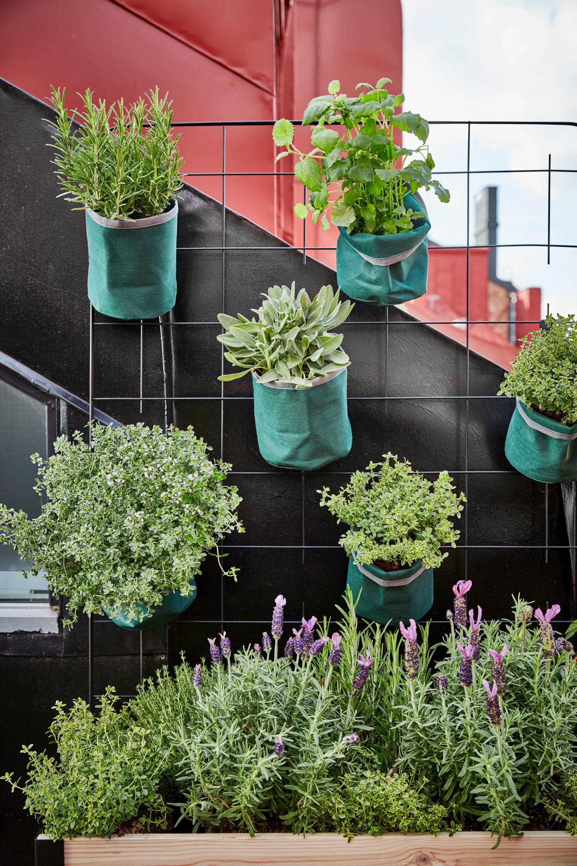 Rosmarinus officinalis 14 cm