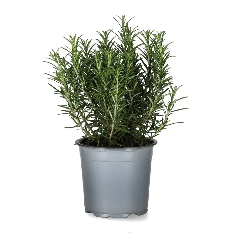 Rosmarinus officinalis 14 cm