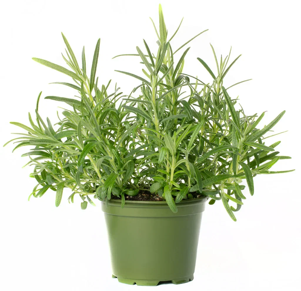 All N. Rosmarinus officinalis 12 cm