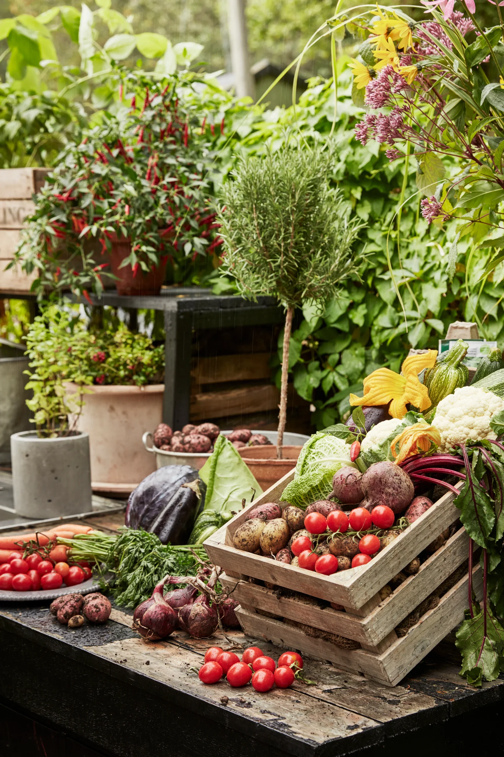 Rosmarinus officinalis stem 14 cm