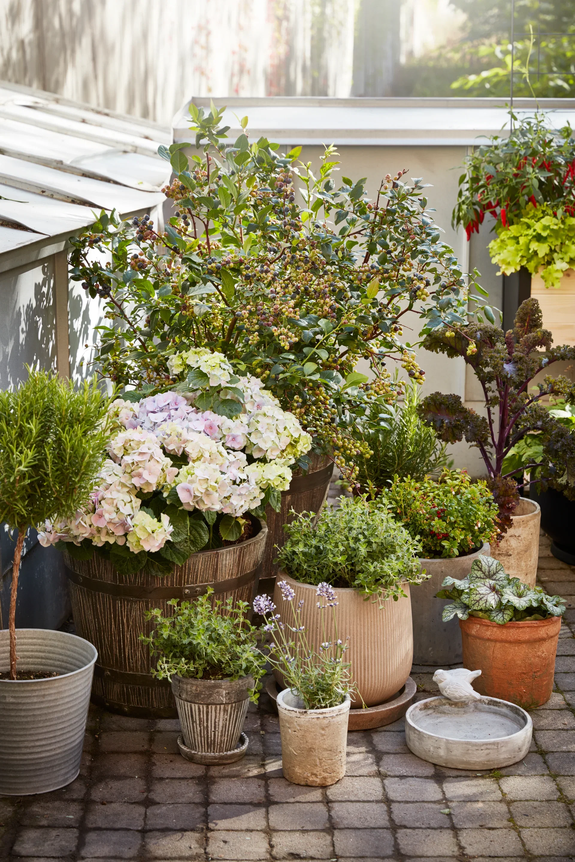 Rosmarinus officinalis stem 14 cm