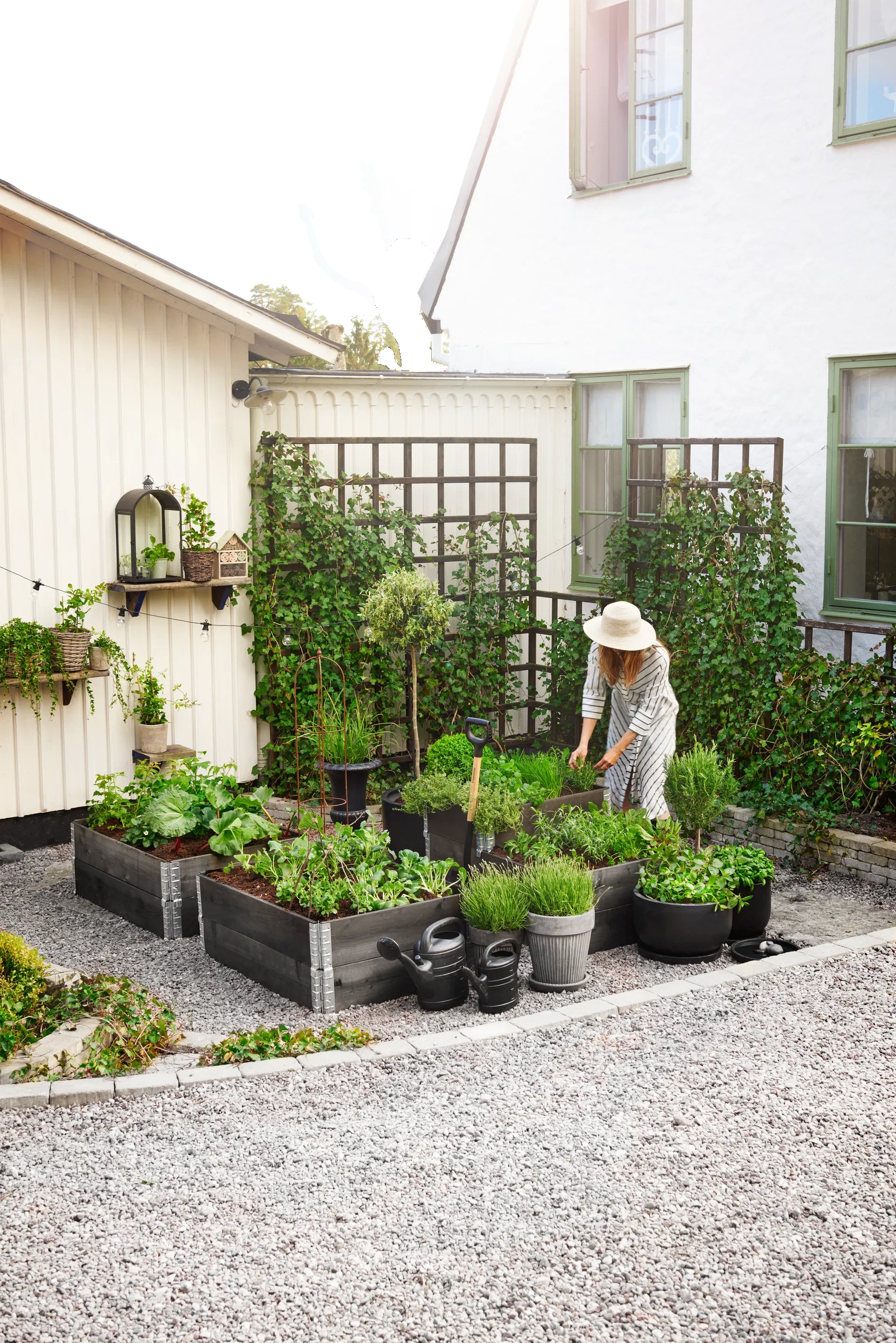 Rosmarinus officinalis stem 14 cm