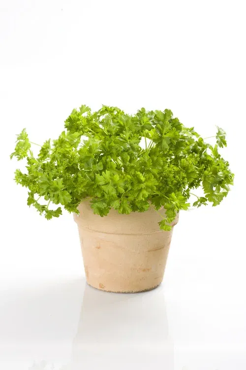 All N. Petroselinum crispum 12 cm