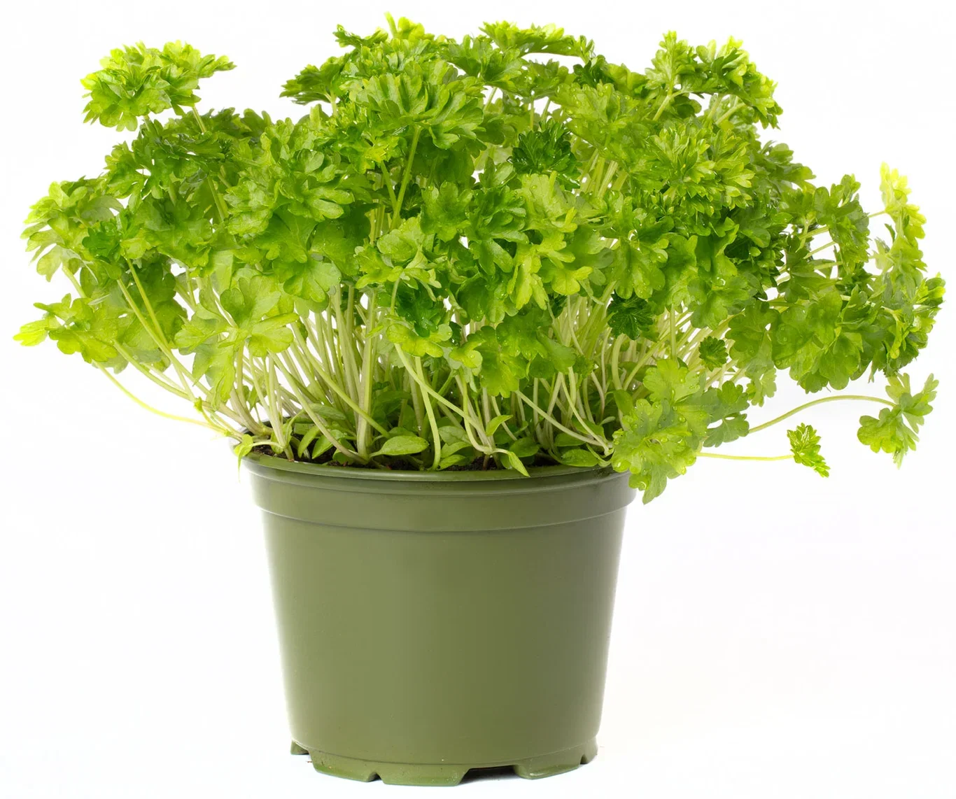 All N. Petroselinum crispum 12 cm