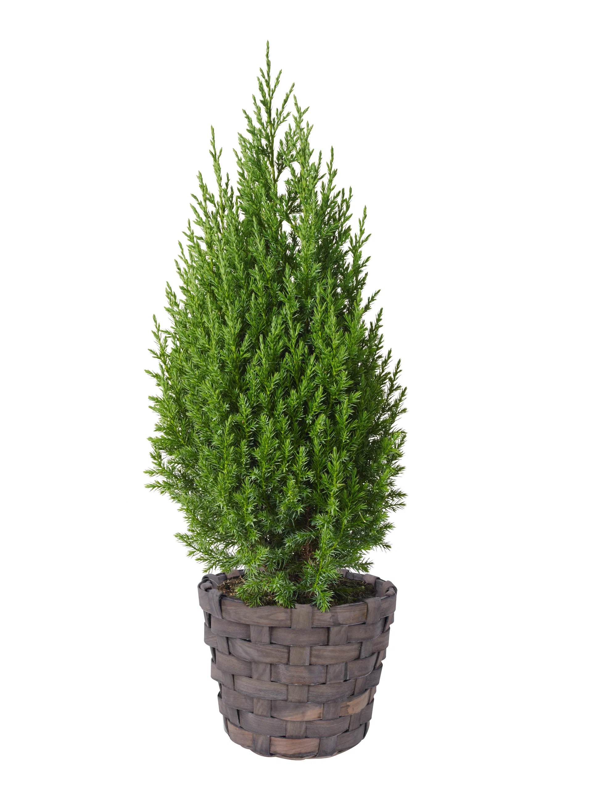 Juniperus chin. 'Stricta' 19 cm