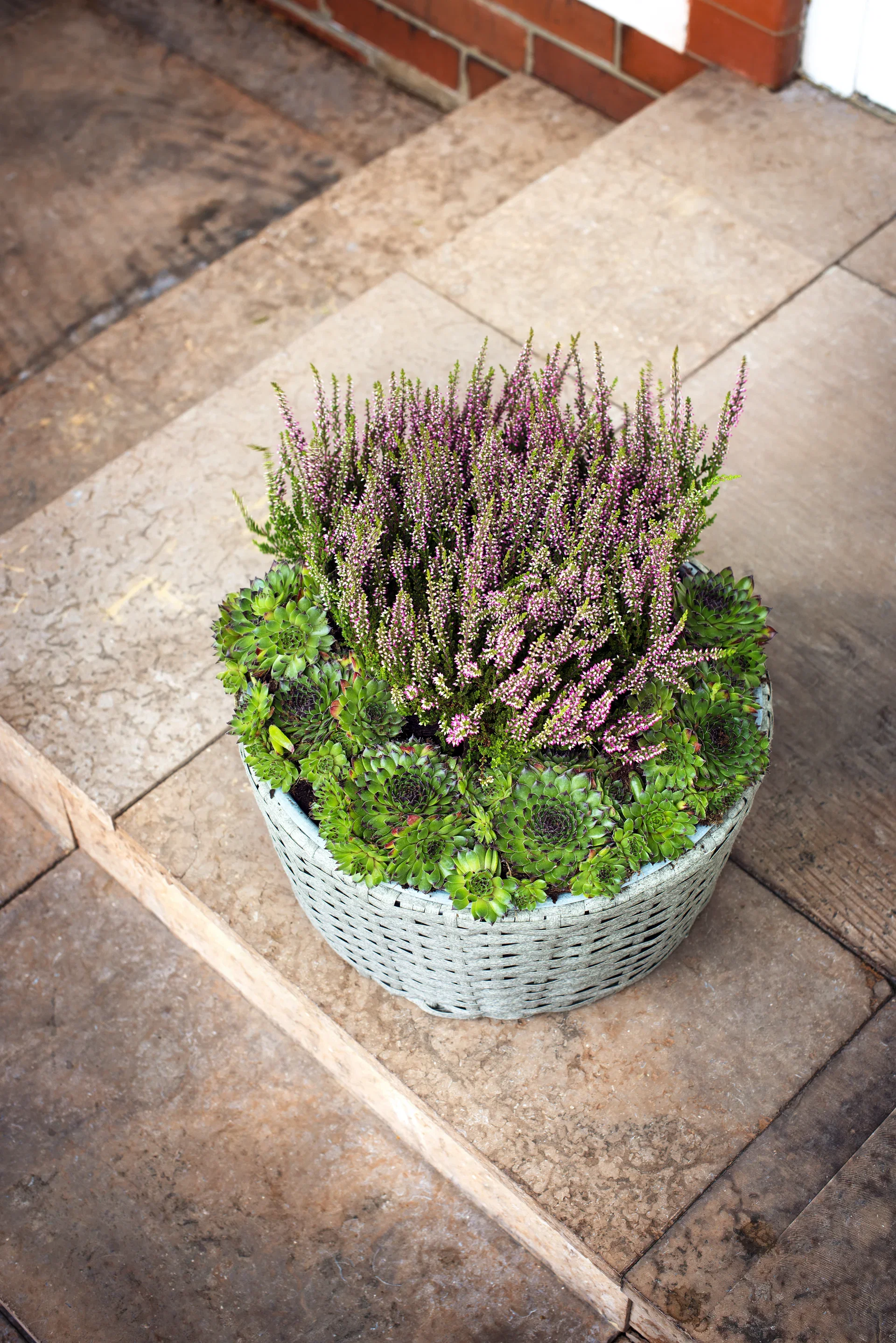 All Nature Calluna 10,5 cm