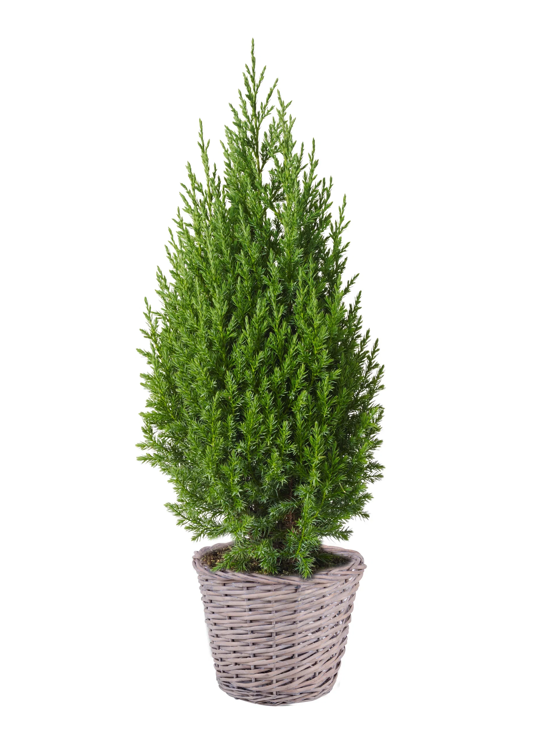 Juniperus chin. 'Stricta' 19 cm