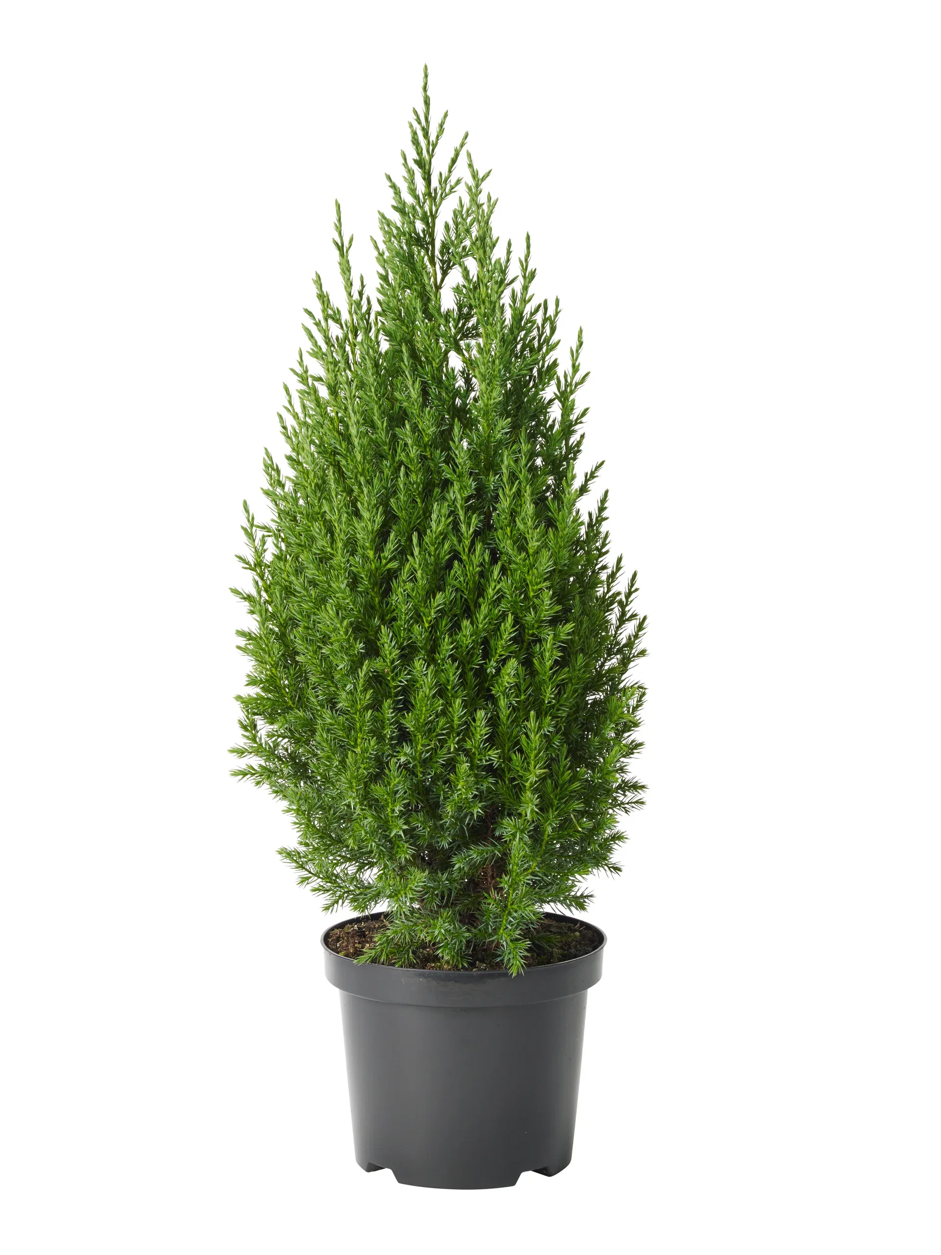 Juniperus chin. 'Stricta' 19 cm