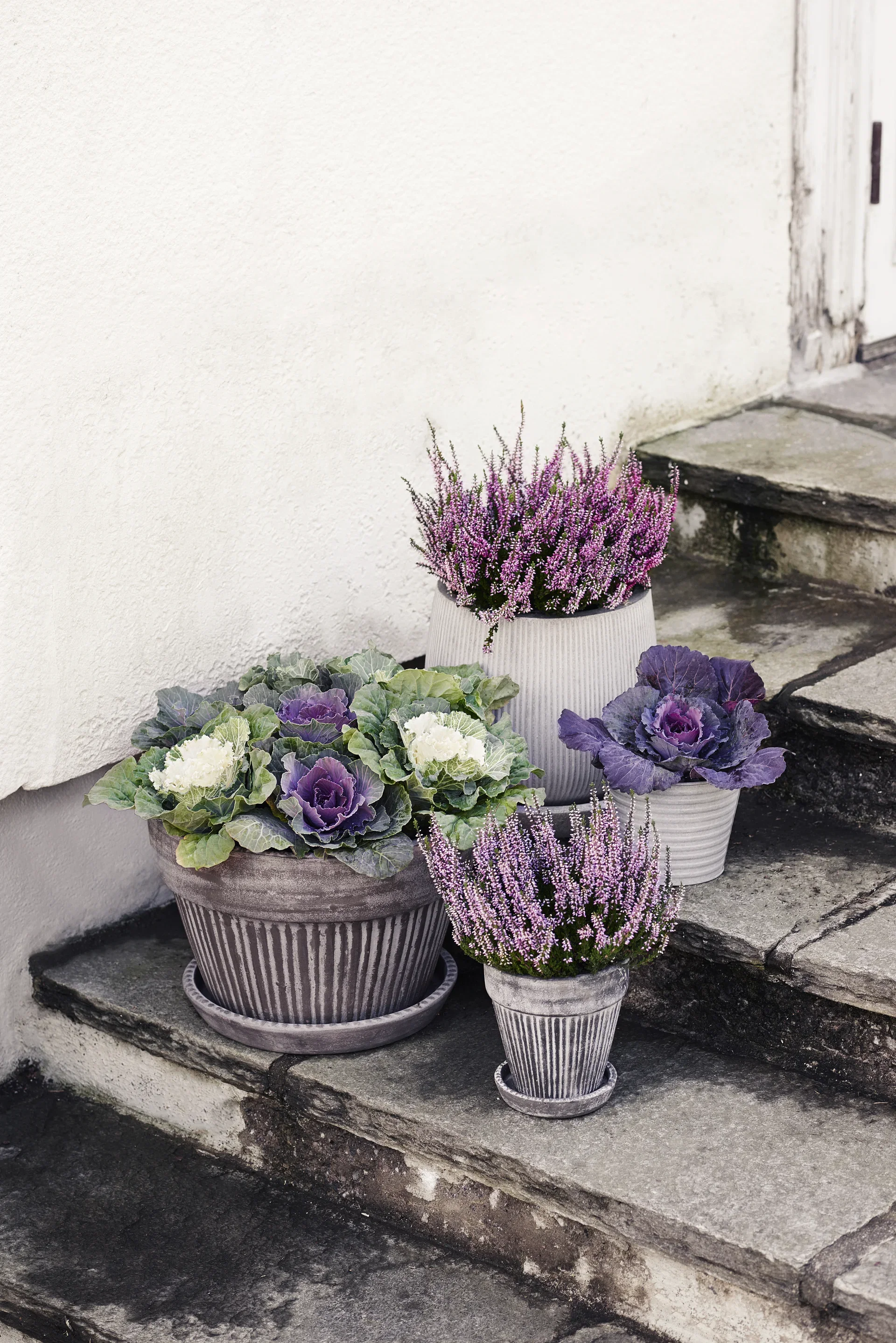 All Nature Calluna 10,5 cm