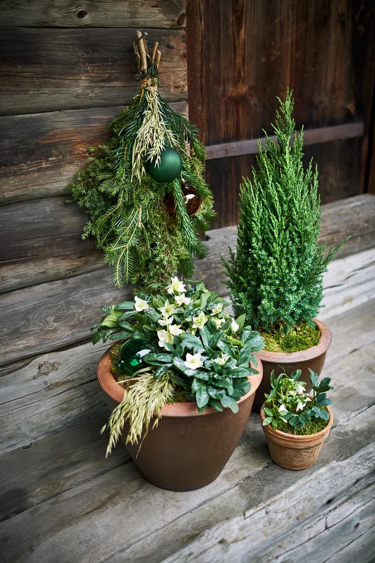 Juniperus chin. 'Stricta' 19 cm