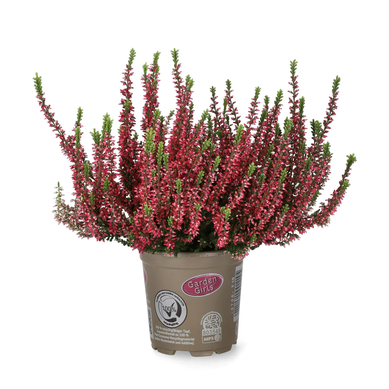 Calluna 12 cm