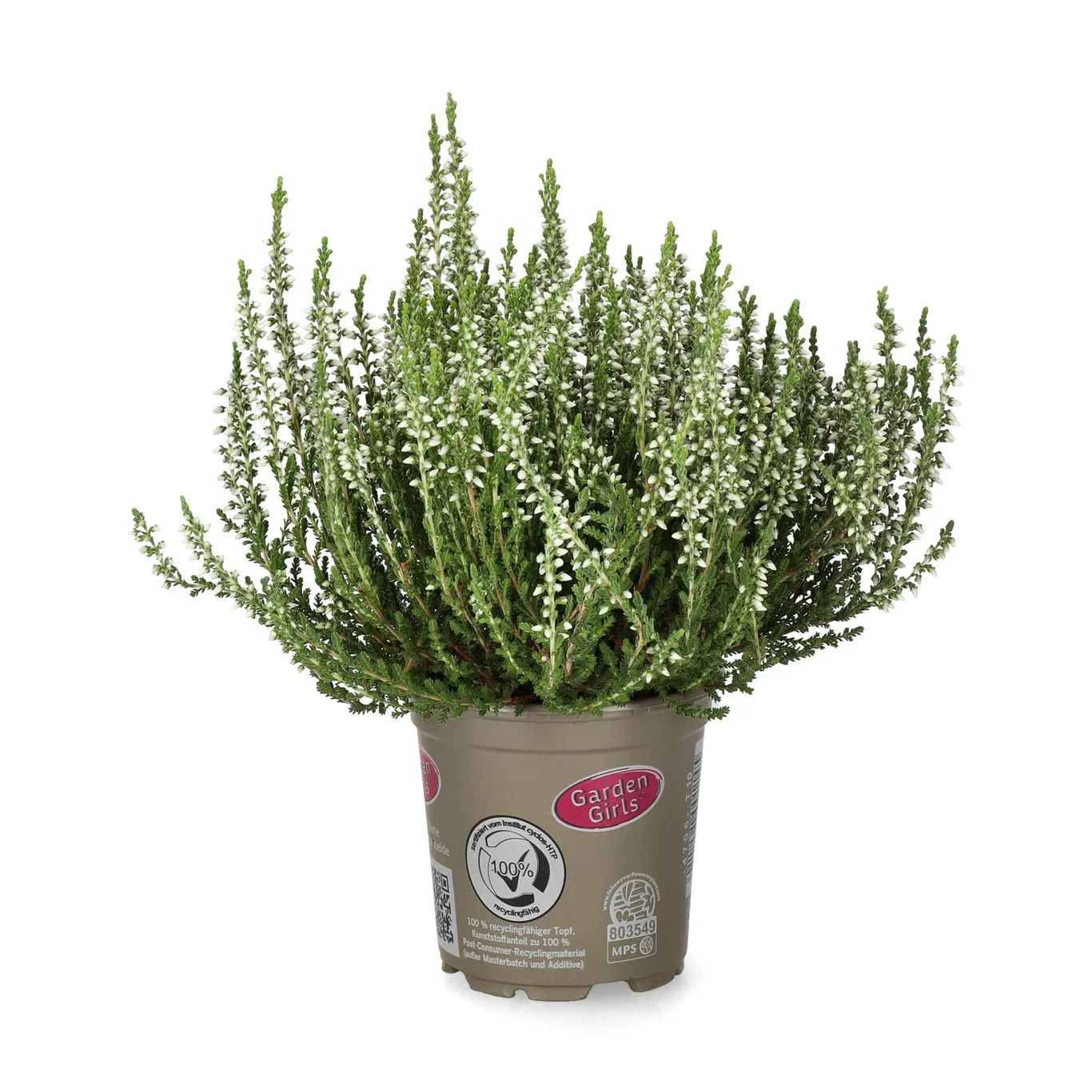 Calluna 10,5 cm