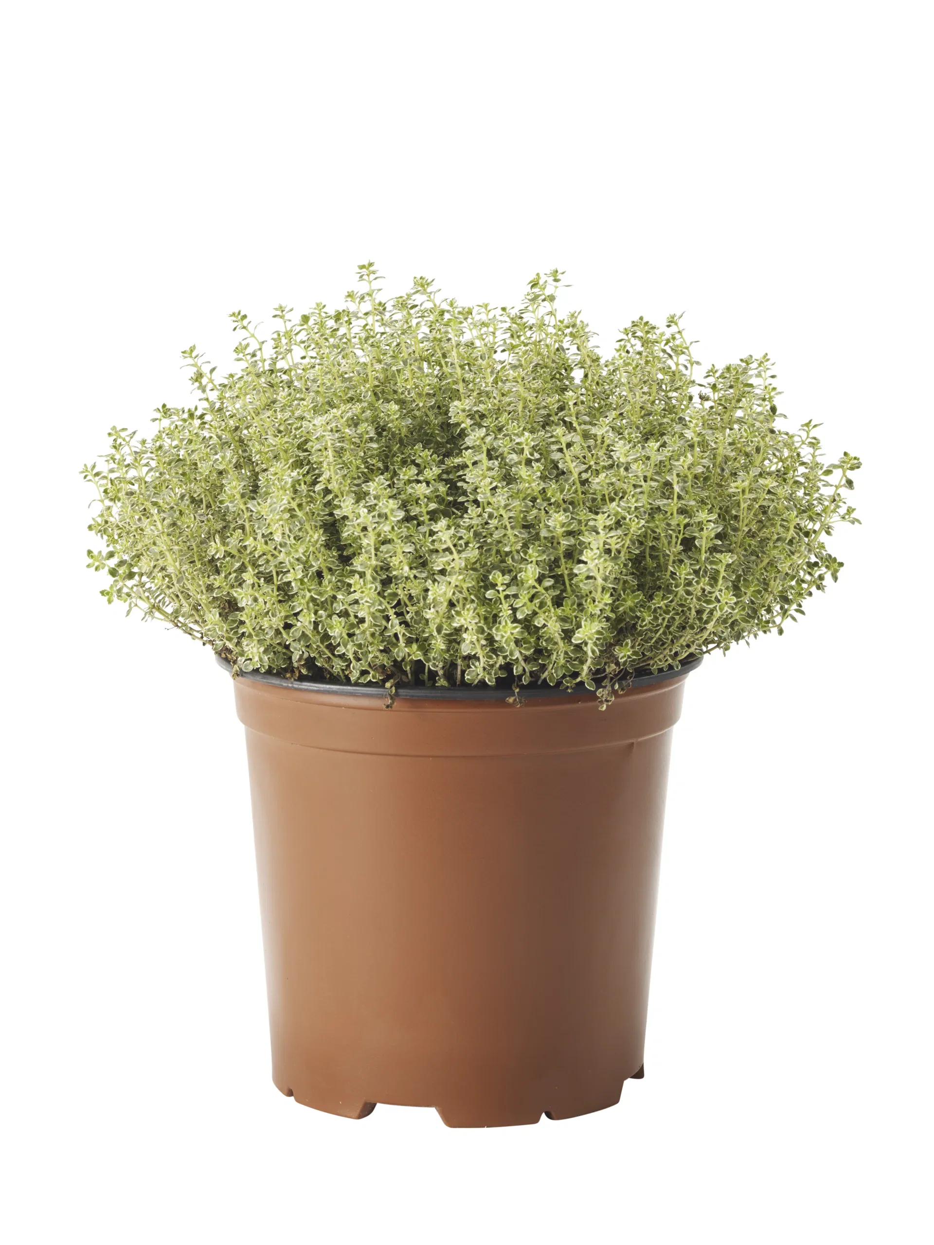 Thymus vulgaris 19 cm