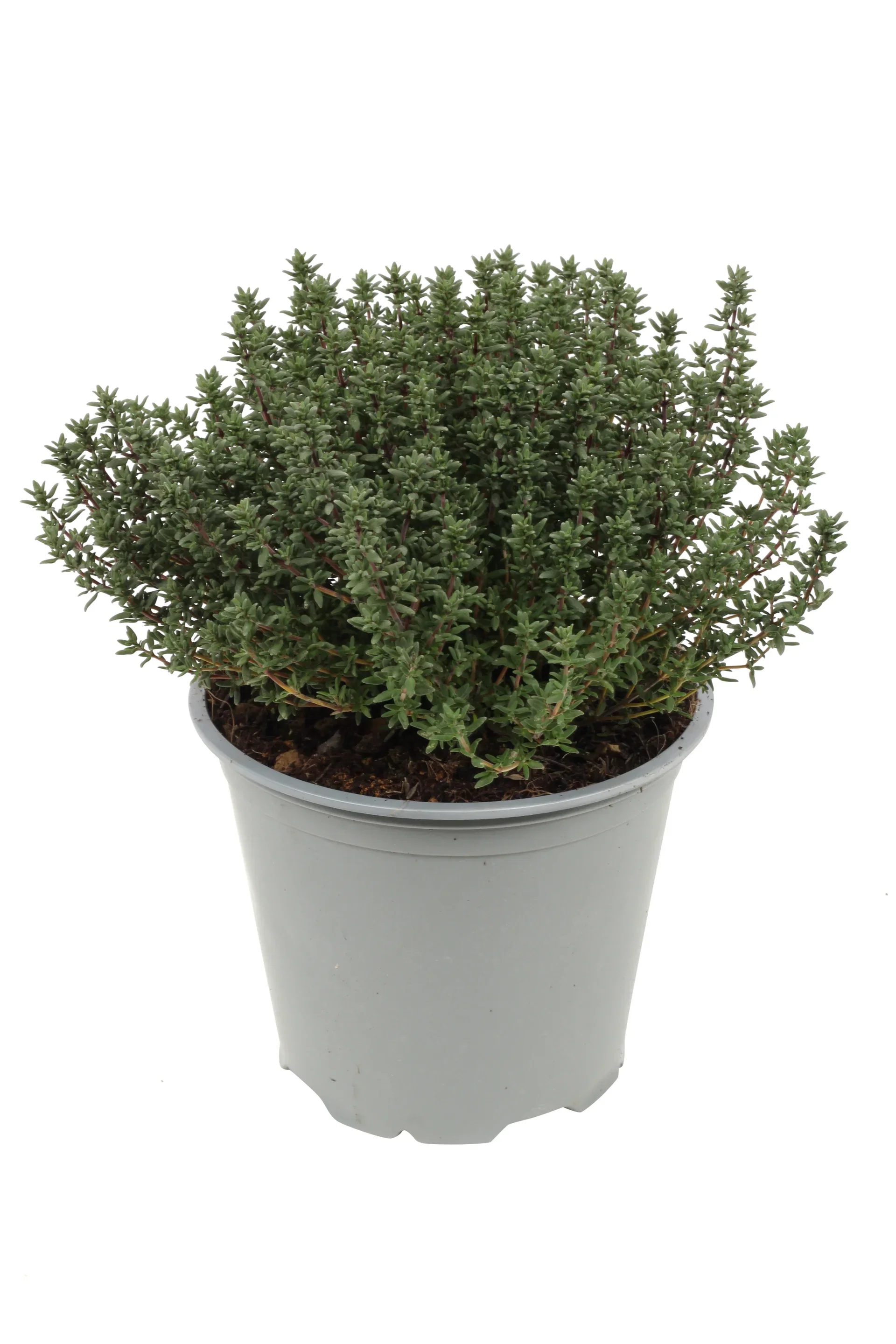 Thymus vulgaris 14 cm
