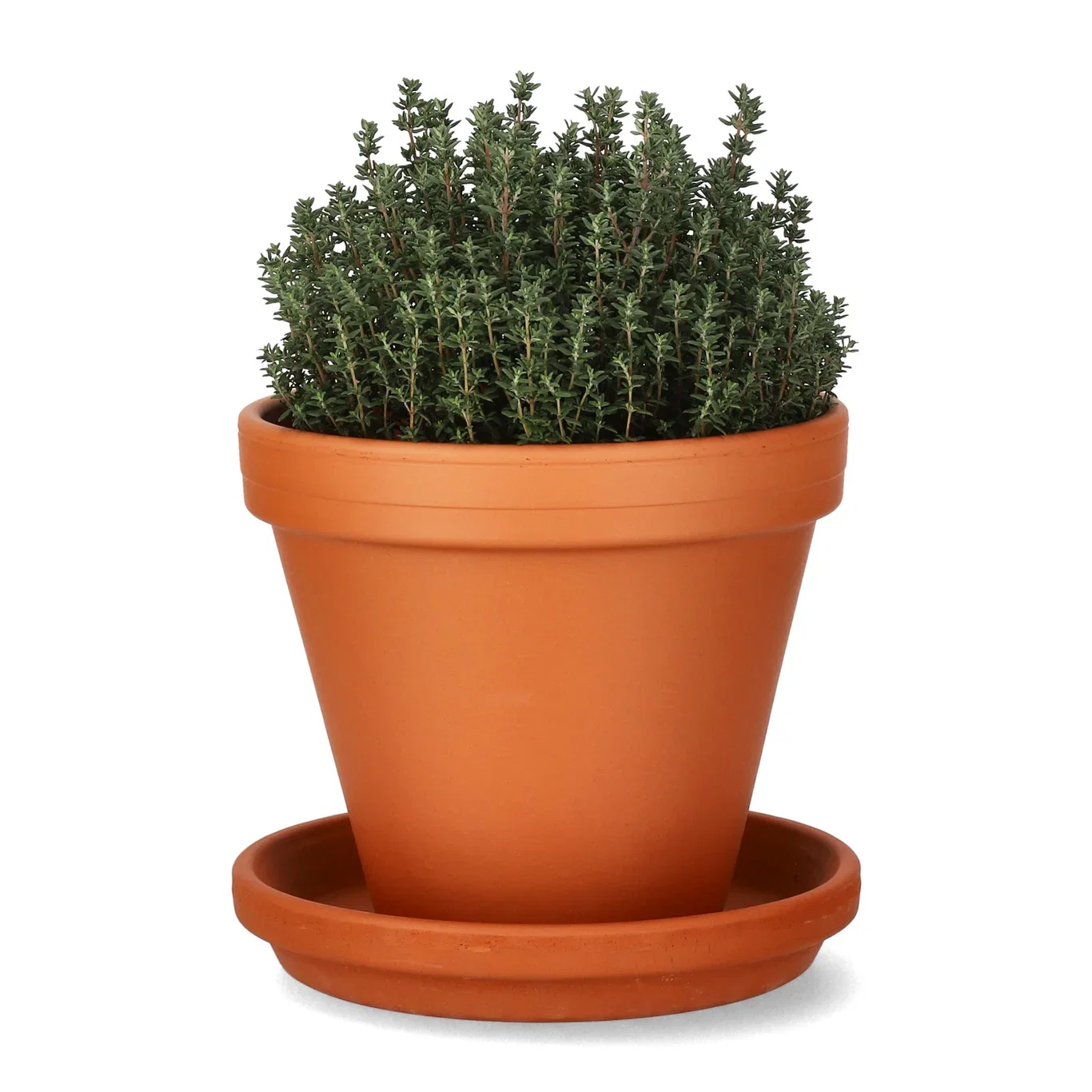 Thymus vulgaris 14 cm