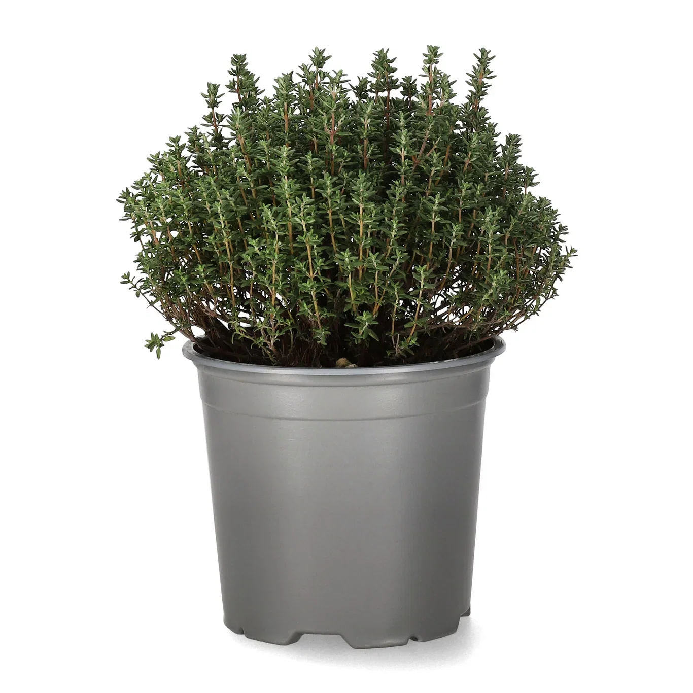 Thymus vulgaris 14 cm