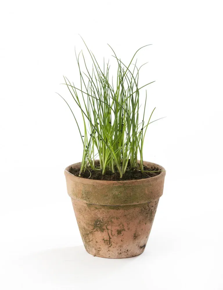 All N. Allium schoenoprasum 12 cm