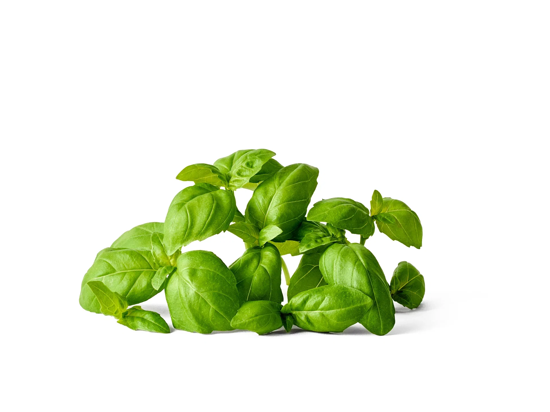 All N. Ocimum basilicum 12 cm