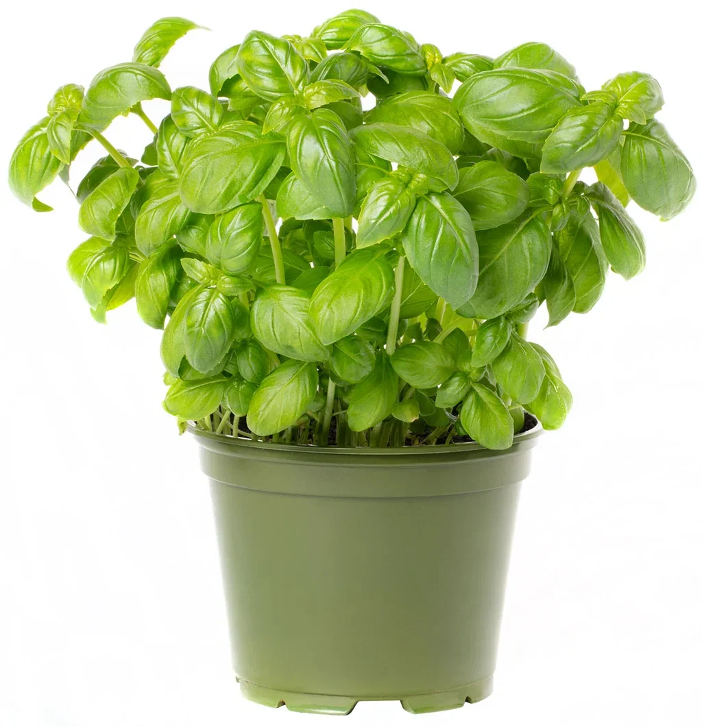 All N. Ocimum basilicum 12 cm