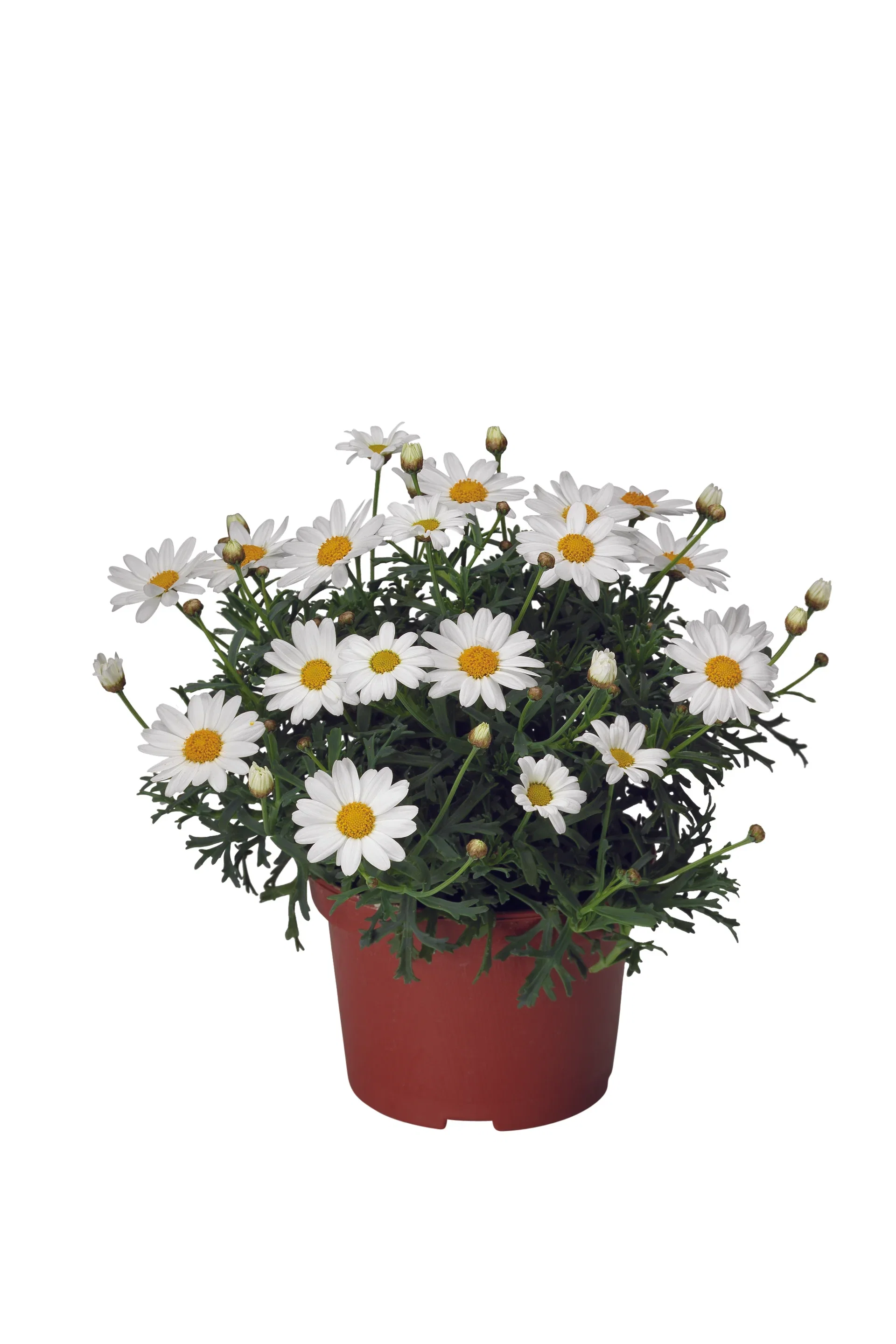 All N. Argyranthemum White 10,5 cm
