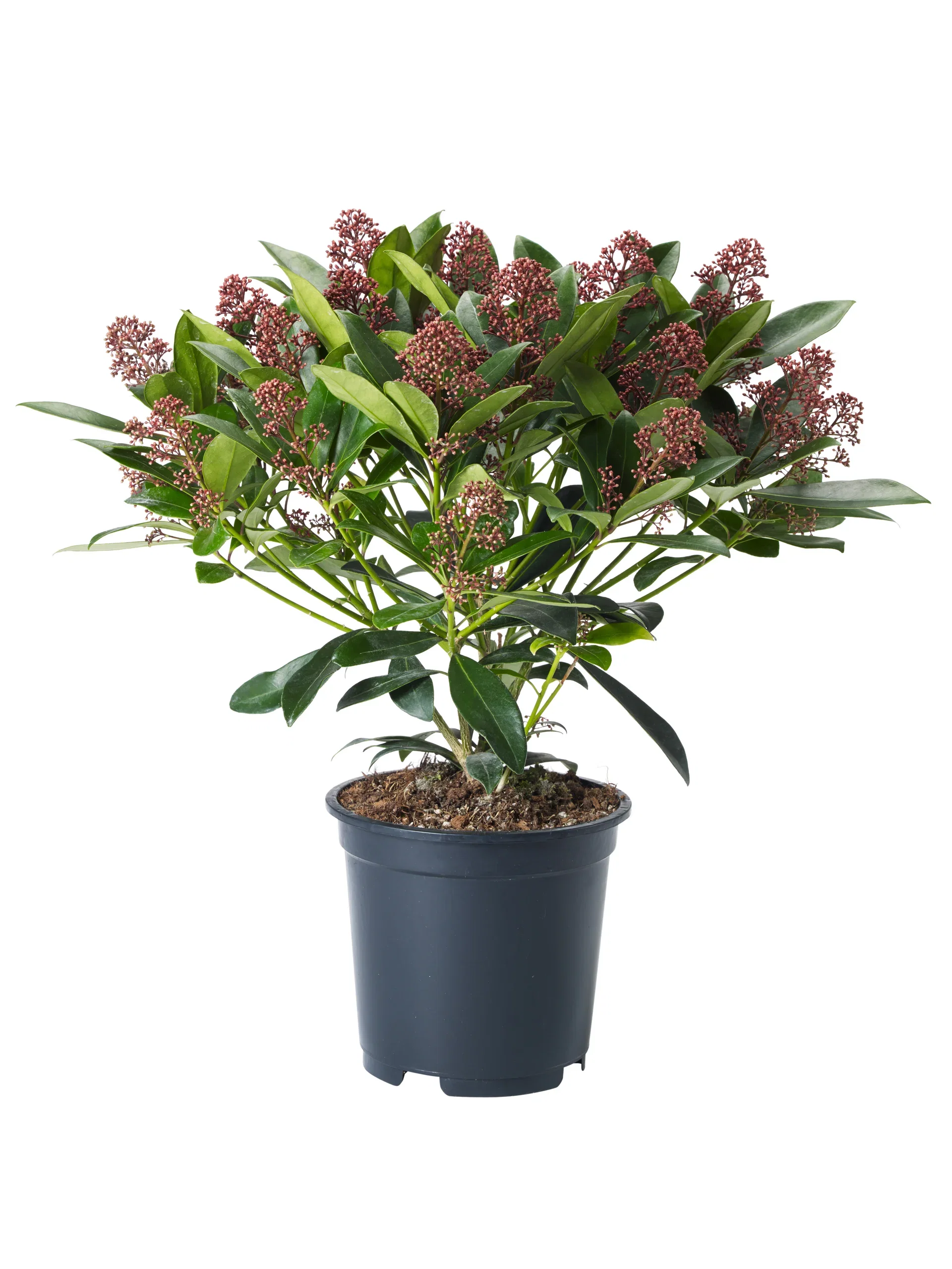 Skimmia j. 'Rubella' 20-25 17 cm