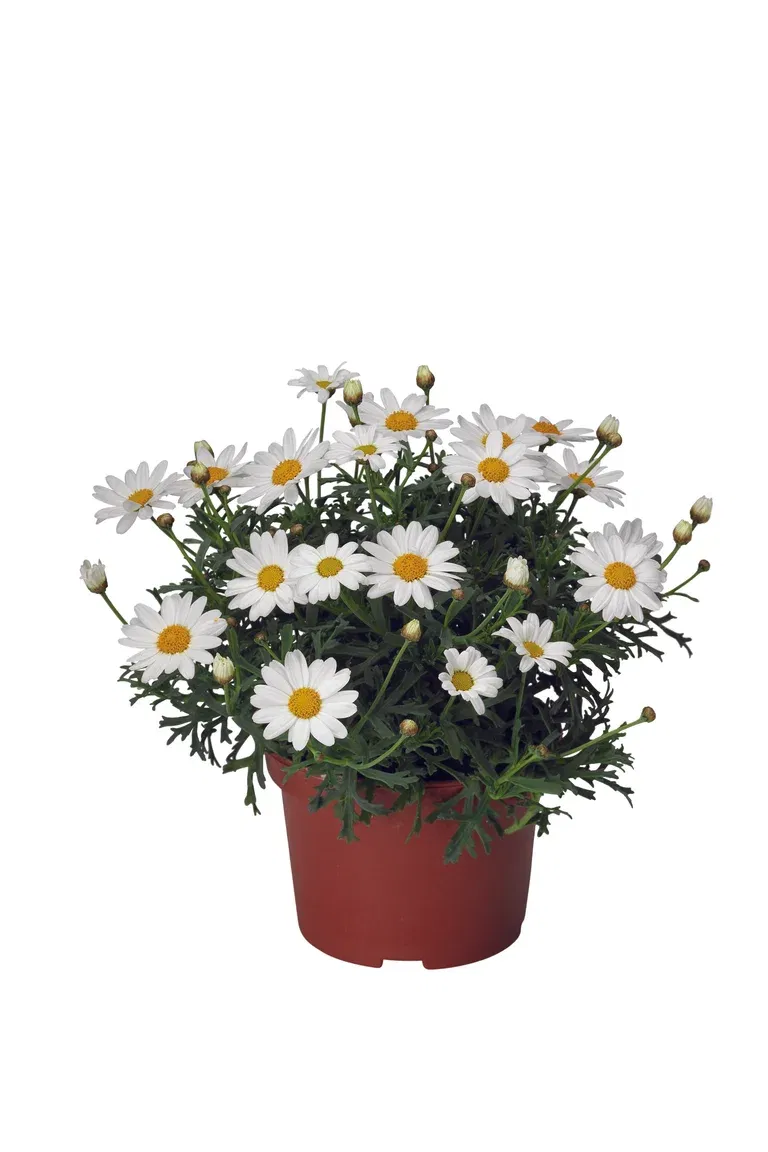All N. Argyranthemum White 10,5 cm