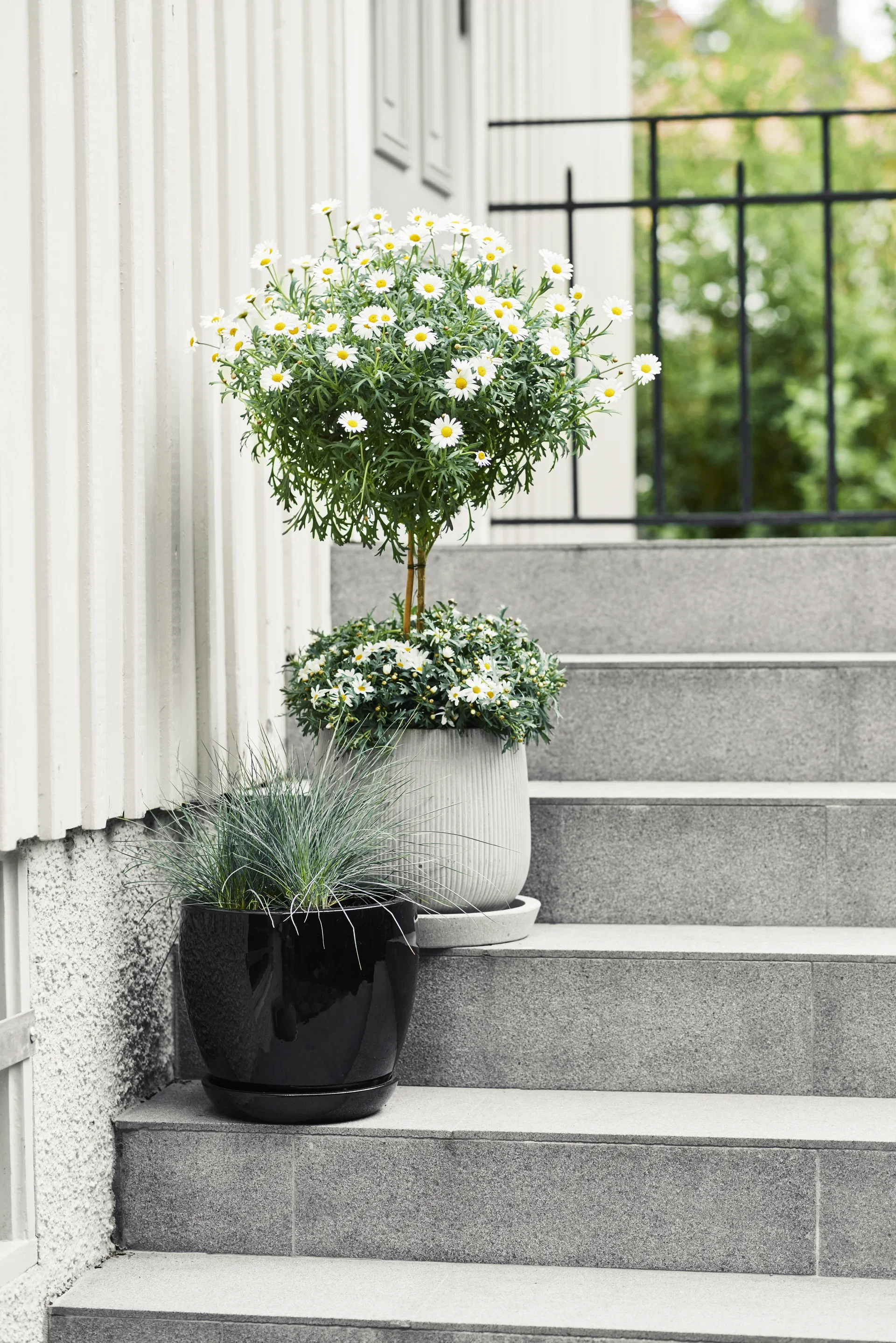 All N. Argyranthemum White 10,5 cm