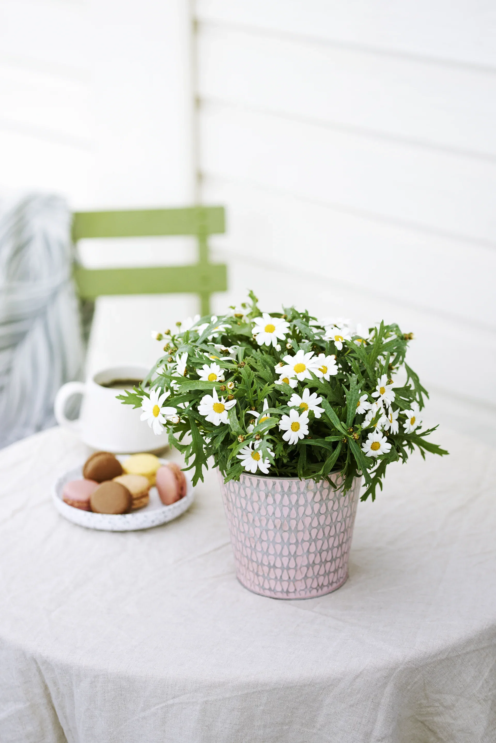 All N. Argyranthemum White 10,5 cm