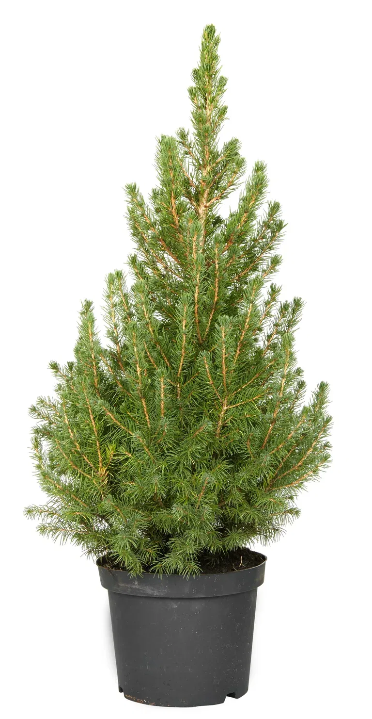 Picea glauca 'Conica' 19 cm