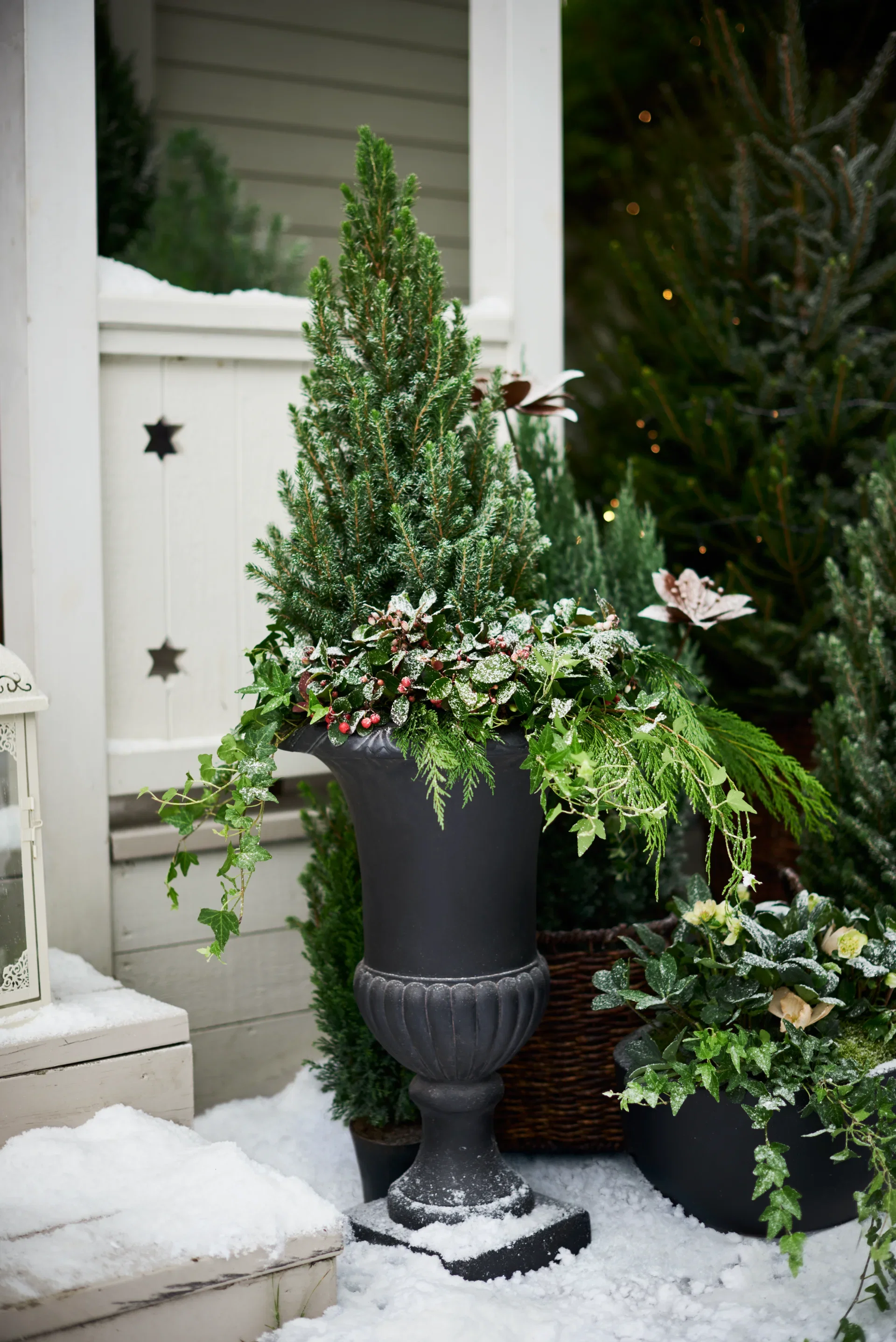 Picea glauca 'Conica' 19 cm