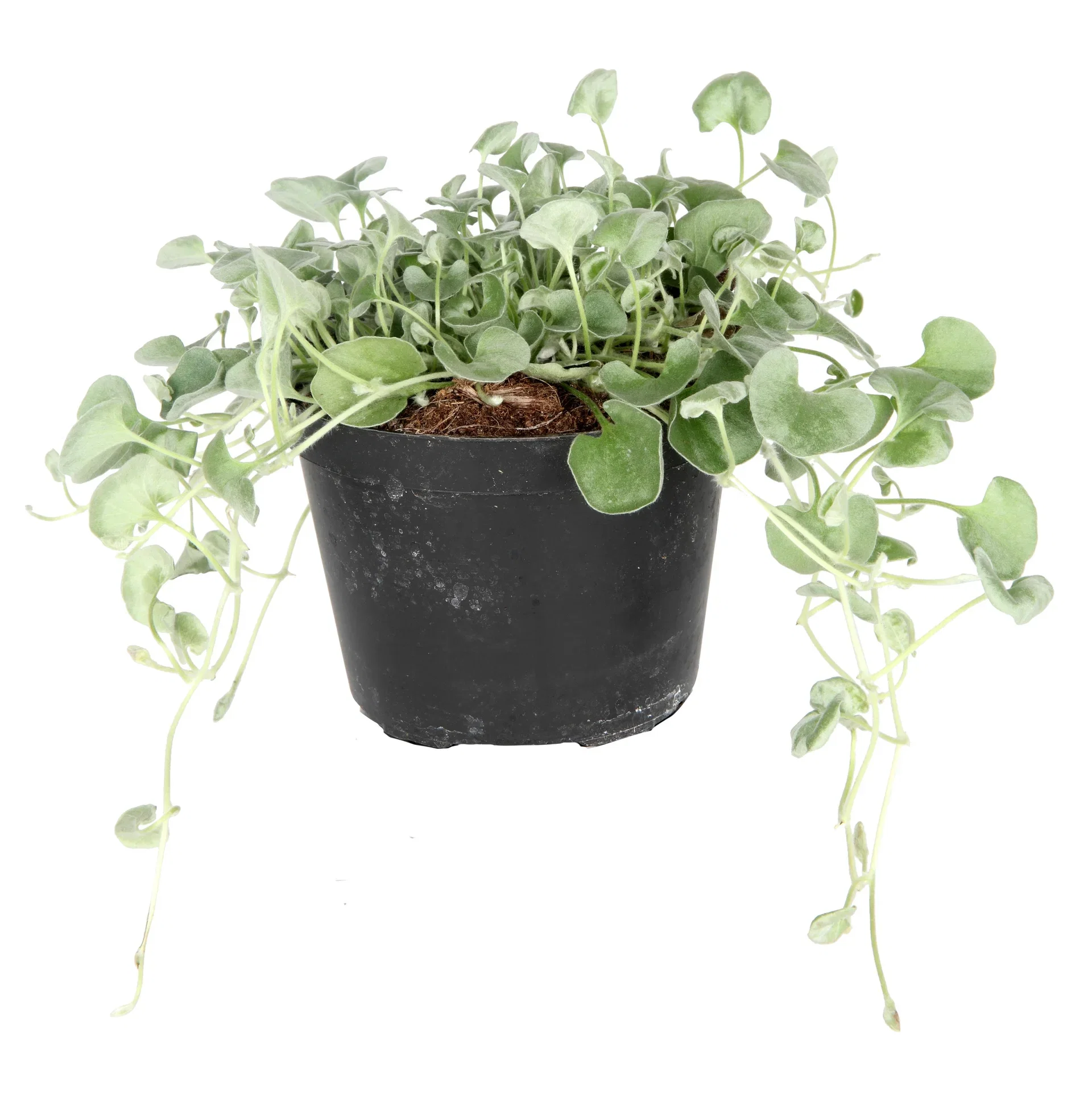 Dichondra 'Silverfall' 12 cm