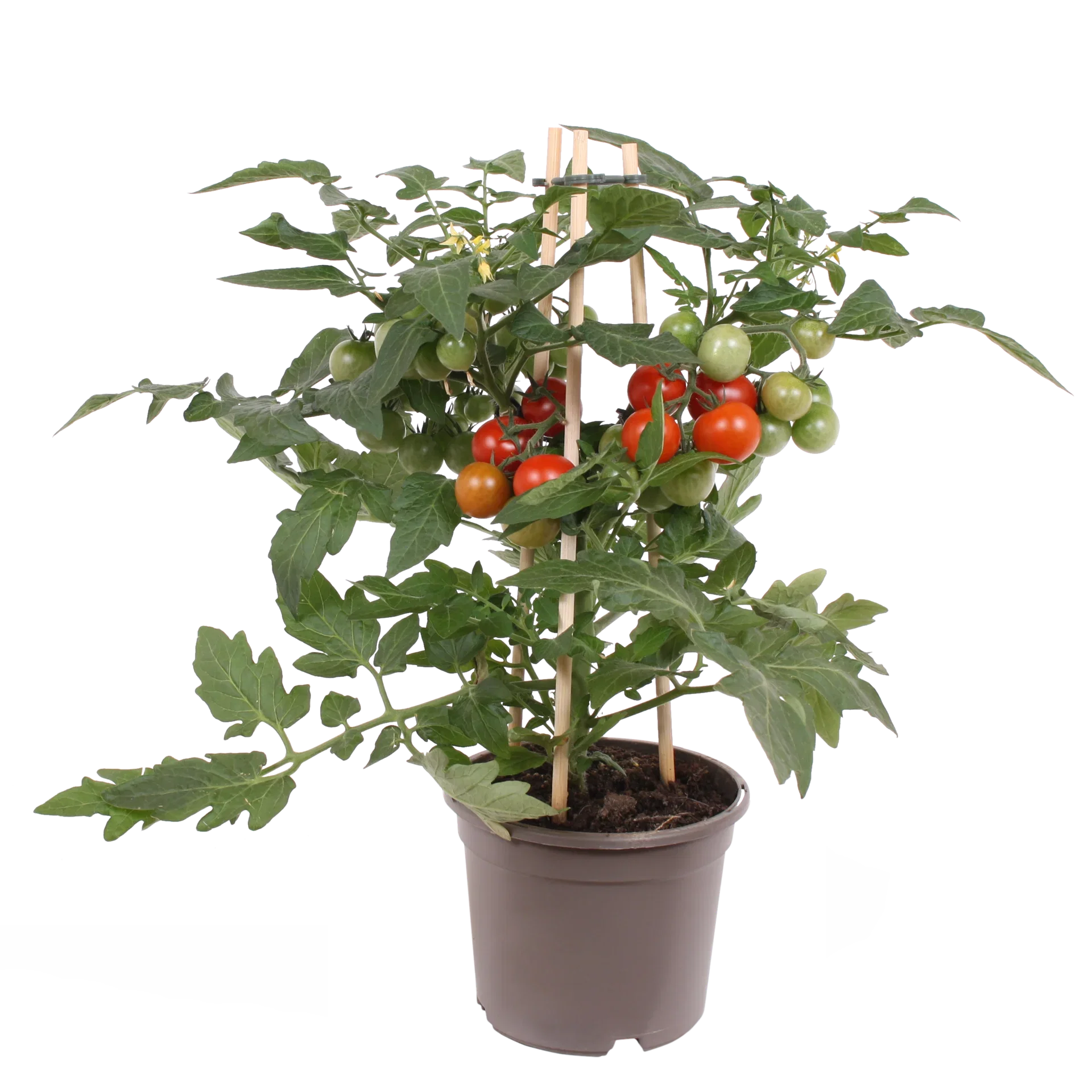 Ready Cherry Tomato Red 14 cm