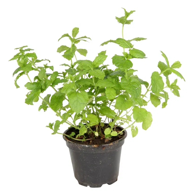 Mentha x villosa 'Moroccan' 17 cm