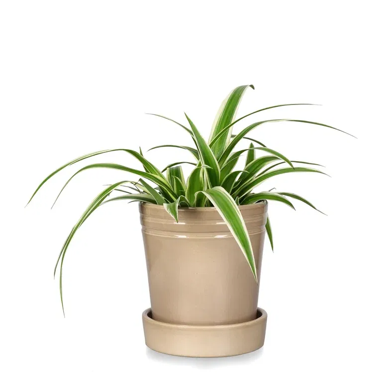 Chlorophytum comosum 'Ocean'