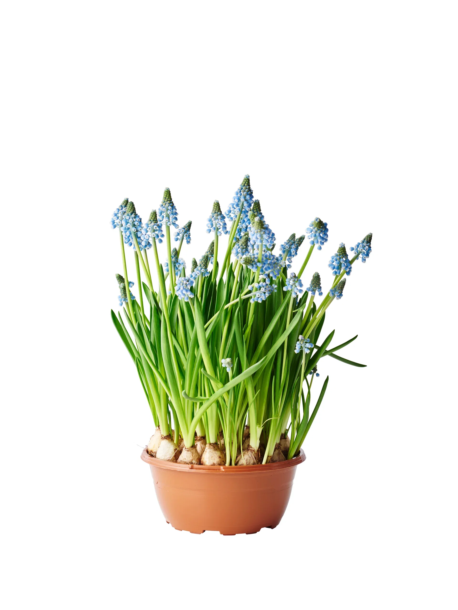 Muscari a. 'Big Smile' bowl 17 cm