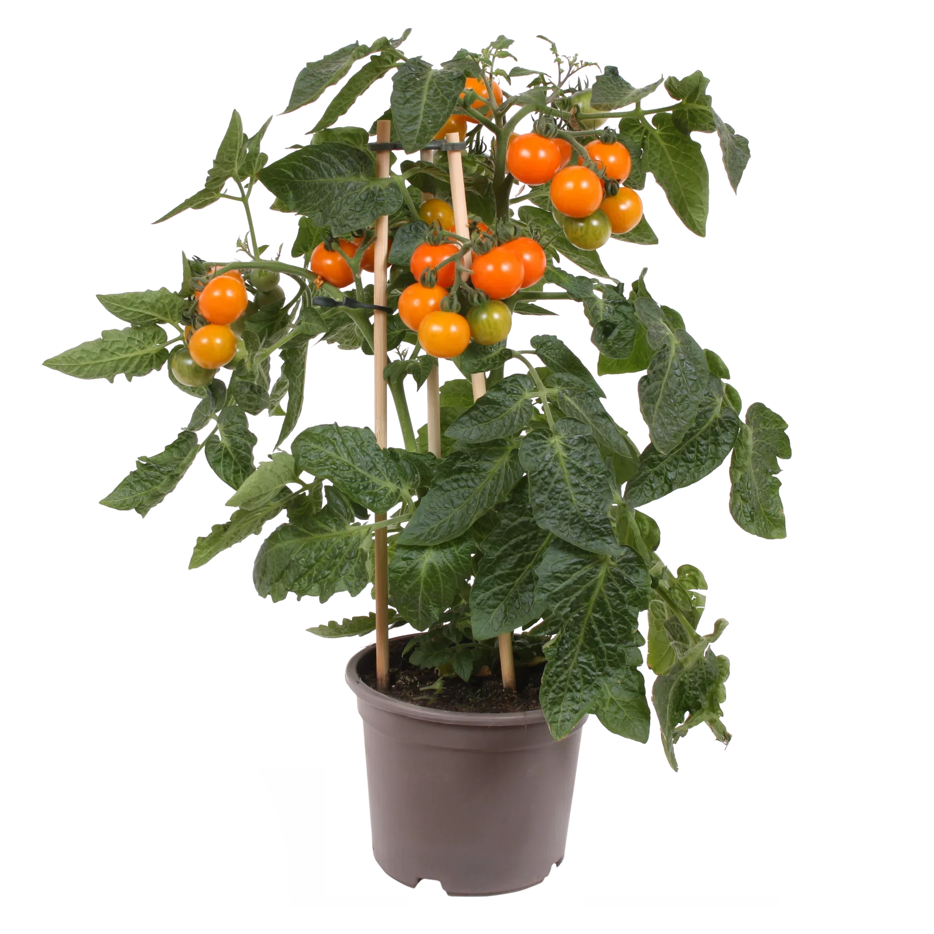Ready Cherry Tomato Orange 14 cm