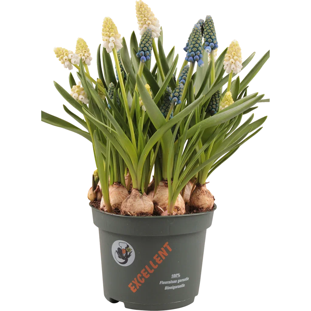 Perleblomst 'White & Blue '