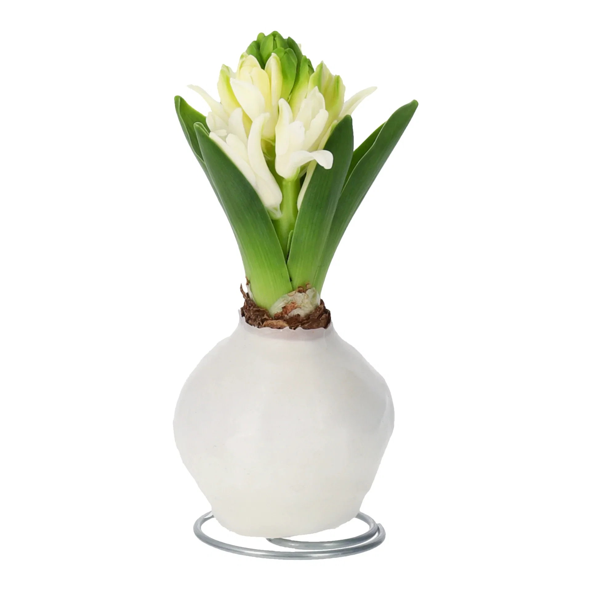 Hyacinthus wax 17+ with steel