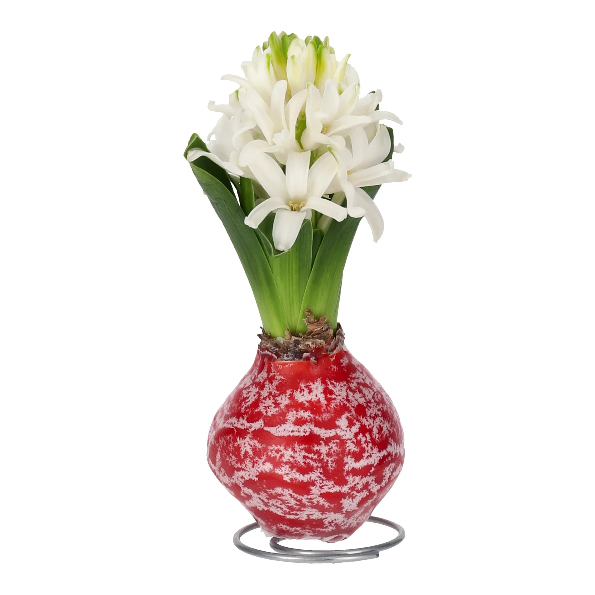 Hyacinthus wax 17+ with steel