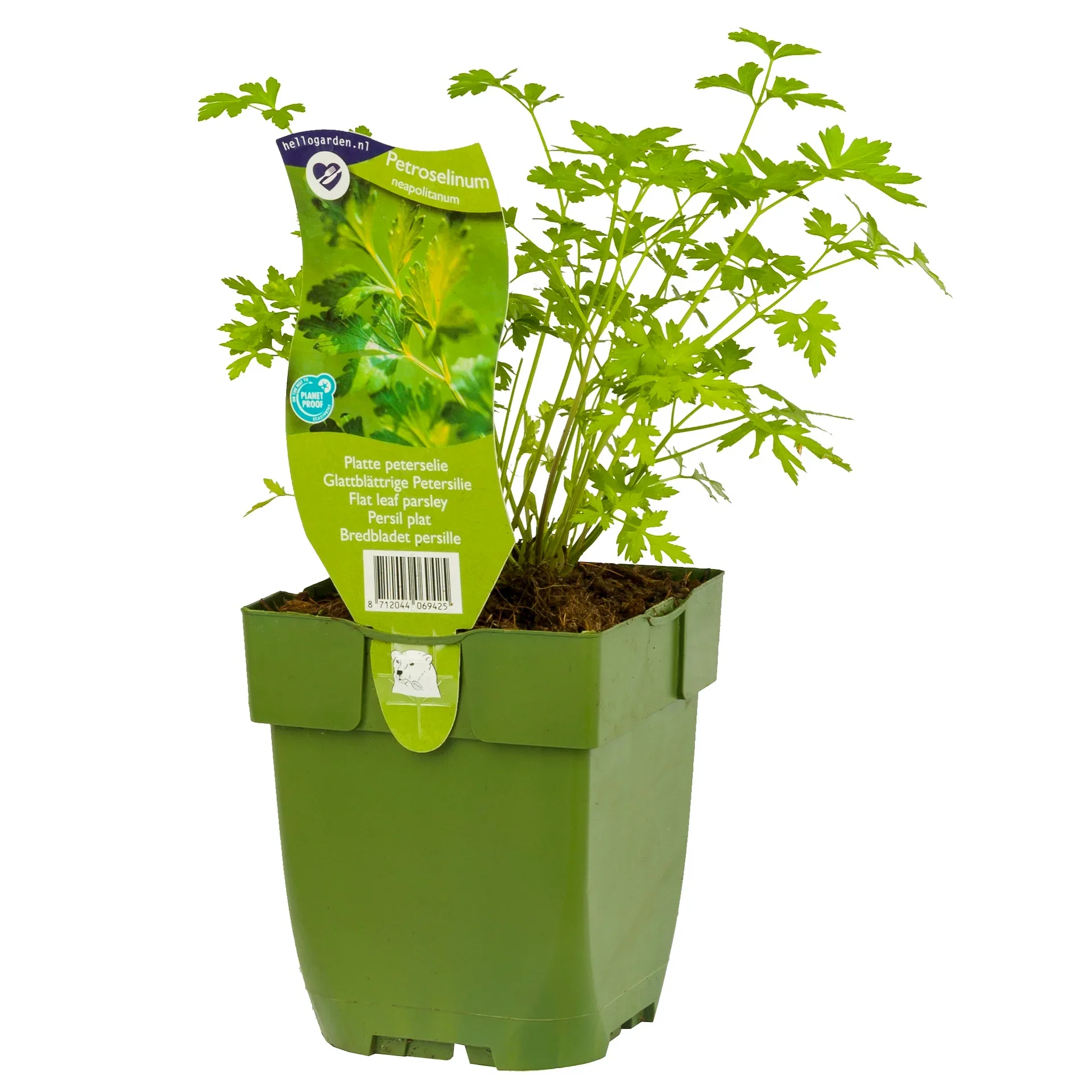 Petroselinum neapolitanum