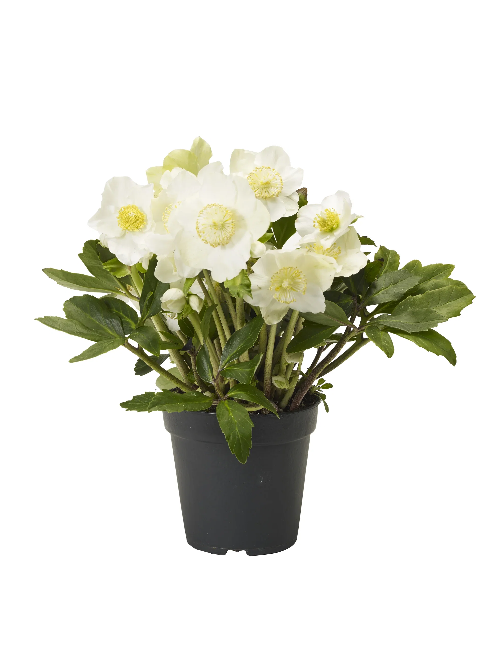 Helleborus n. G.C. ® 15 cm