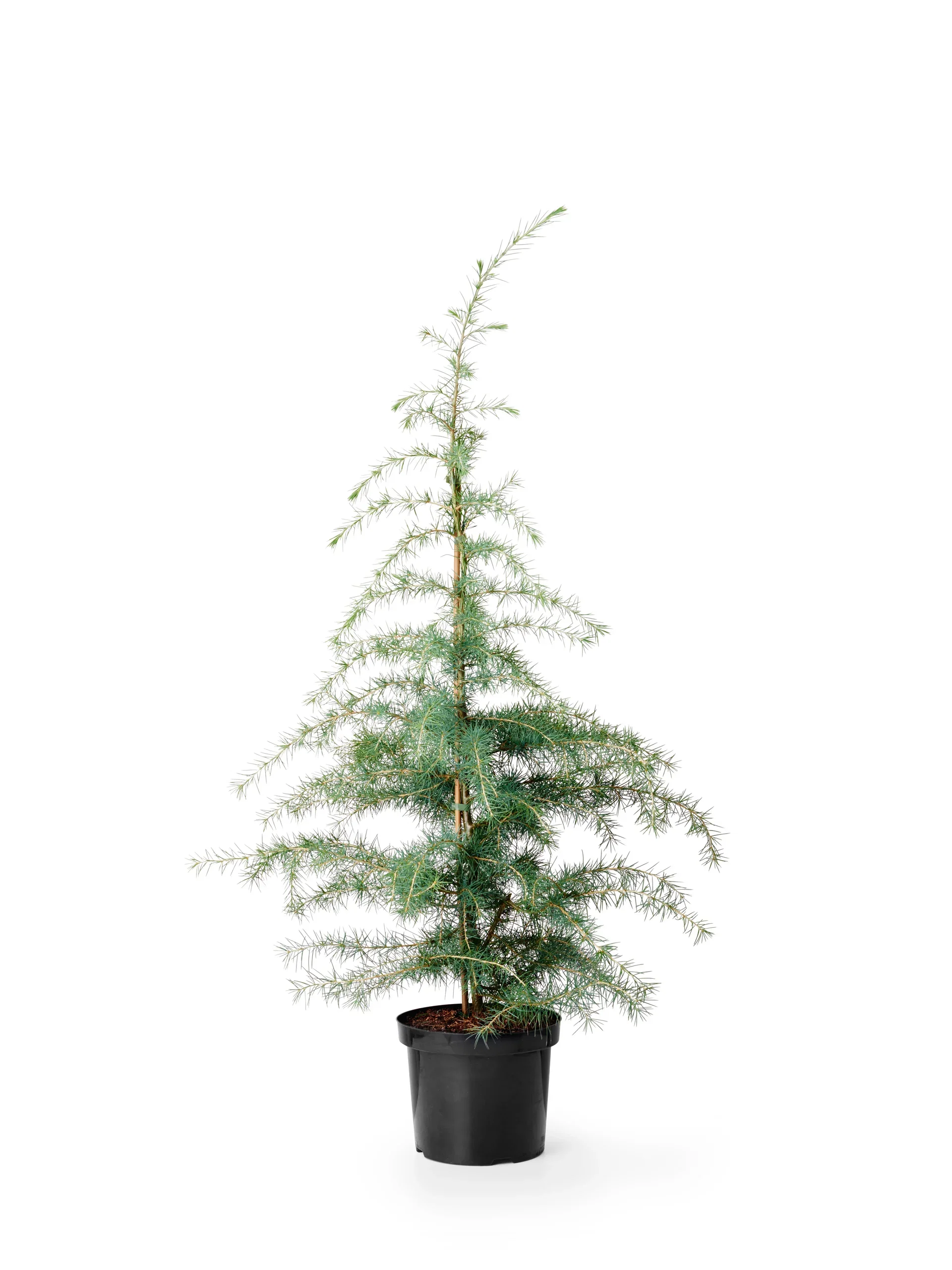 Cedrus deodara 19 cm