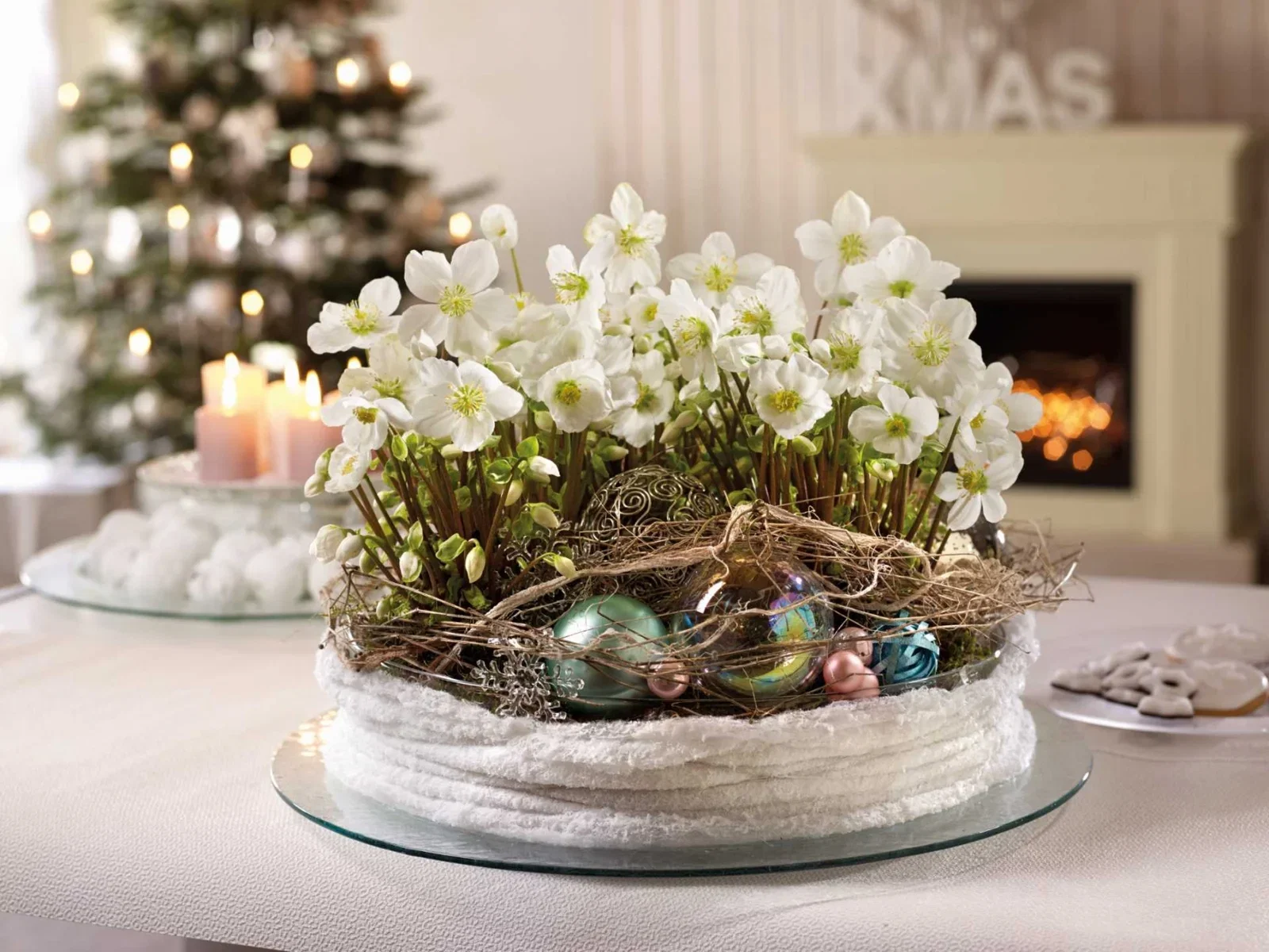 Helleborus 'Verboom Beauty' White 10+ 10,5 cm