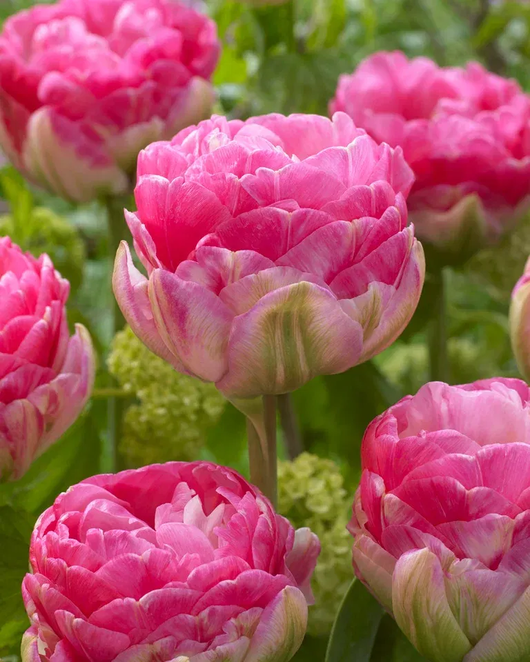 Tulipa Double Late Pinksize