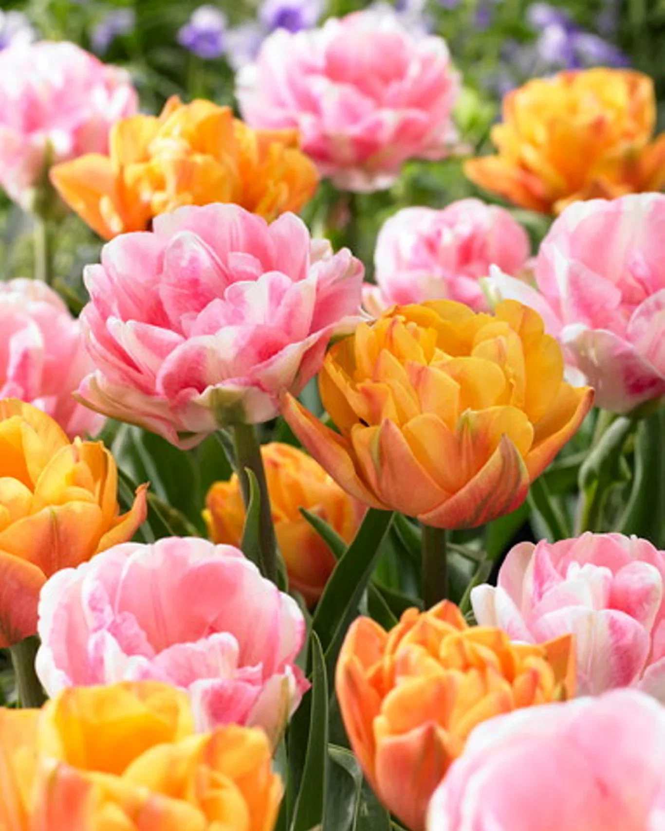 Tulip Mix Foxy Freedom - 10 bulbs